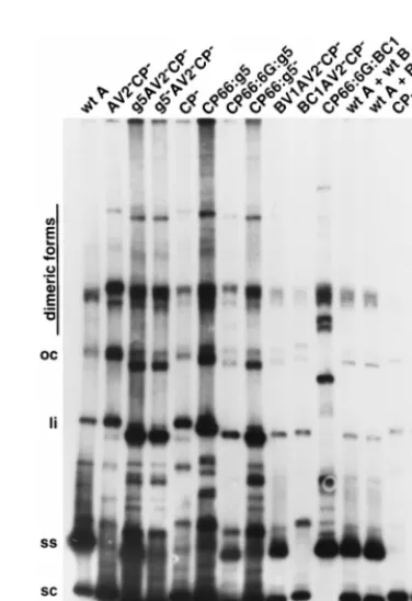 TABLE 2. Effect of g5p on the replication and movement of ToLCV in N. tabacum protoplasts and N