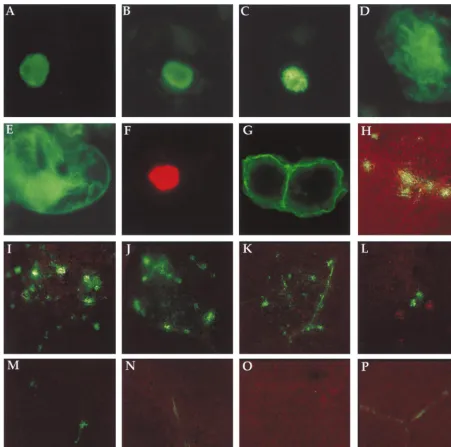 FIG. 3. Indirect immunoﬂuorescence of proteins expressed in protoplasts (A to G) and ﬂuorescence of GFP expressed in plants (H to P)
