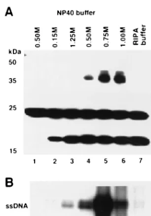 FIG. 4. In vivo binding of g5p to ToLCV DNA. (A) Flag epitope-taggedCP66:6G:g5 protein expressed in protoplasts was immunoprecipitated with anti-