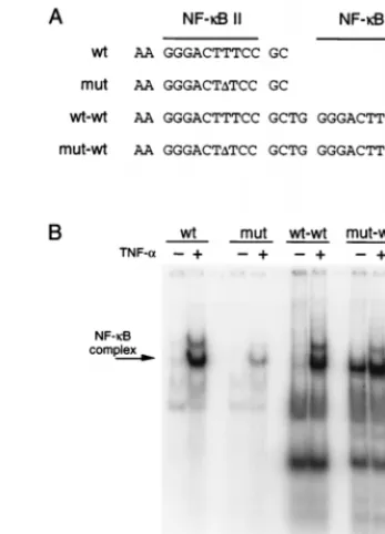 FIG. 2. The variant HIV-1 enhancer does not bind NF-�Sequences of the probes used in the EMSA (plus strand only is shown)