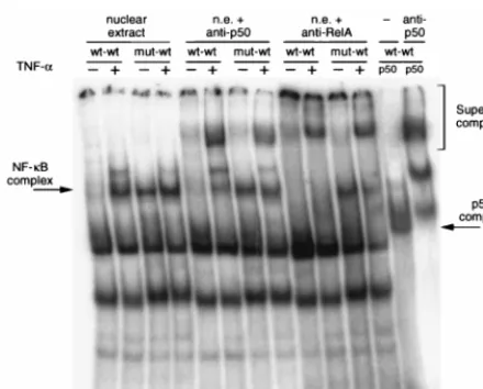 FIG. 4. Mutational analysis of the new protein binding site. (A) A set of 5�and 3mut-wt for protein binding in unstimulated nuclear extracts