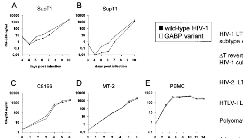 FIG. 10. Replication of wild-type LAI virus and the GABP variant in different cell types