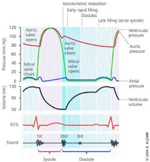Figure 1.Cardiac cycle, showing changes in left atrial pressure, left ventricular pressure, aortic pressure, and ventricular volume; the electrocardiogram (ECG); and the phonocardiogram