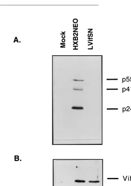 FIG. 1. Protein expression pattern in HIV-1-infected and Vif-expressing celllines. Cell lysates from mock-infected, HXB2NEO, and H9(LVifSN) cell lines