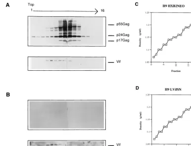 FIG. 2. Sucrose density-equilibrium gradient analysis of extracellular supernatants from HXB2NEO and H9(LVifSN) cell lines