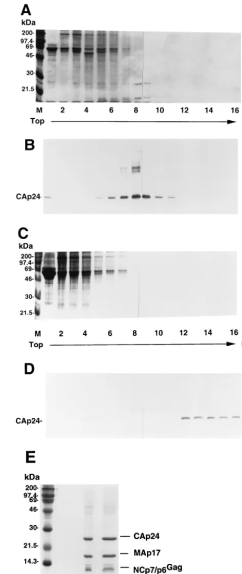 FIG. 3. Comparison of sedimentation patterns of extracellular nonviral andviral proteins by sucrose density-equilibrium gradient or OptiPrep gradient anal-