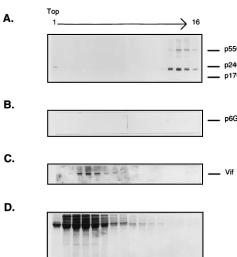 FIG. 4. OptiPrep gradient analysis of extracellular Vif from HXB2NEO H9cells. Extracellular supernatants were pelleted through a 20% sucrose cushion