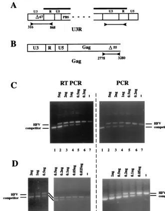 FIG. 1. Quantitative competitive RT-PCR and PCR of foamy virus particle nucleic acids