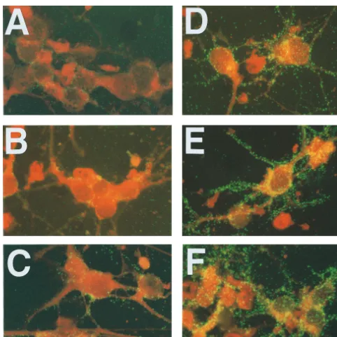 FIG. 1. Immunoﬂuorescence analysis of G protein expression in primary neuron cultures infected with CVS-N2c (A, B, and C) or CVS-B2c (D, E, and F) virus andexamined at 24 (A and D), 48 (B and E), and 72 (C and F) h p.i