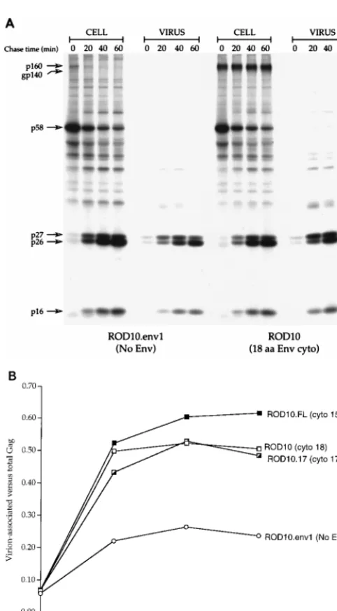 FIG. 1. Effect of cytoplasmic tail truncations on HIV-2 ROD10 particle re-lease efﬁciency