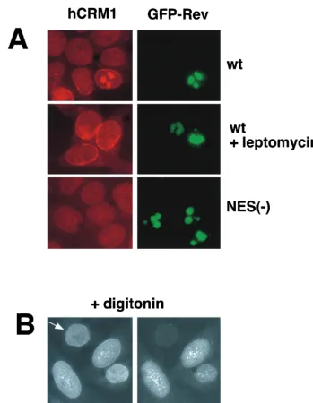 FIG. 3. hCRM1 codistributes with Rev and Nup98. (A) Human 293 cells were transfected with 1 �expression plasmid as indicated to the right, and treated with 6 nM LMB for 4 h