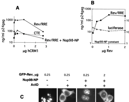 FIG. 5. Rev counteracts the inhibitory effect of the NP of Nup98. (A) 293 cells were transfected with 1 �Nup98-NP plasmid, as indicated