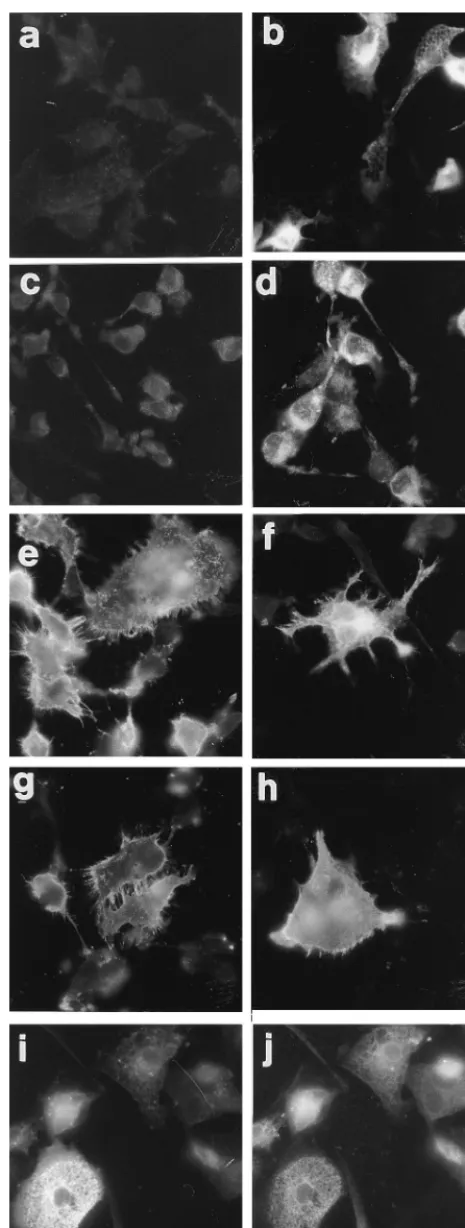 FIG. 3. Immunoﬂuorescence localization of U51 (a to d and i) and, forcomparison, of HSV gD (e and f), CCR5 (g and h), and calnexin (j) in transiently