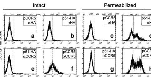 FIG. 4. Proﬁle of ﬂuorescence-activated ﬂow cytometry of HEK-293 cells transiently expressing U51 protein (p51-HA) and stained with anti-HA antibody (�pCCR5 and stained with anti-HA (a and c) or in cells transfected with p51-HA and stained with the heterol