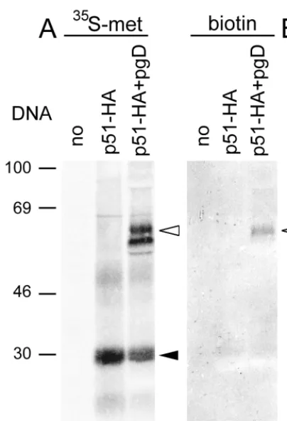 FIG. 5. Lack of cell surface expression of U51 in transfected 143tk�detected by biotinylation