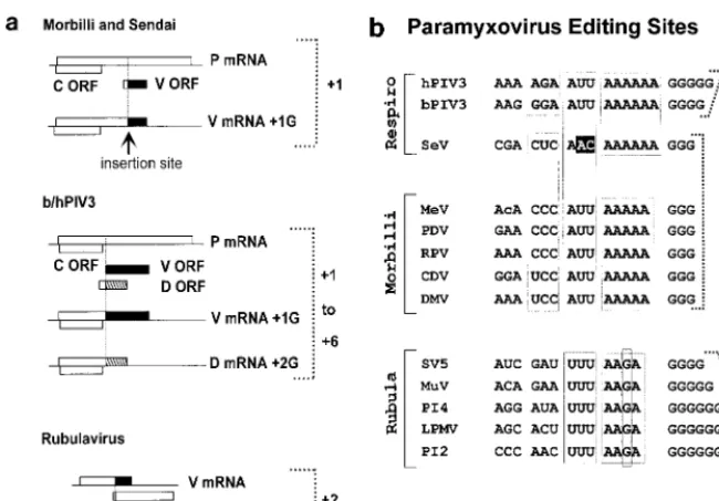 FIG. 1. (a) Schematic representation of the paramyxovirus P-gene mRNAs. The mRNAs are indicated as horizontal lines, and the ORFs are represented as boxes.For each virus group, the upper line shows the mRNA which is an exact copy of the gene, and the begin