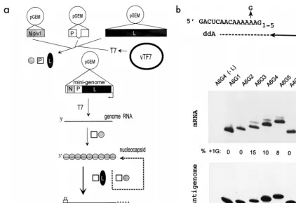 FIG. 2. Minigenome mRNA editing in transfected cells. (a) SeV minigenome replication and transcription was reconstituted in vaccinia virus vTF7-infected cellsvia the transfection of pGEM plasmids which express the PIV1 N protein (sphere), the P protein with a 10-amino-acid deletion including the editing site (square), and
