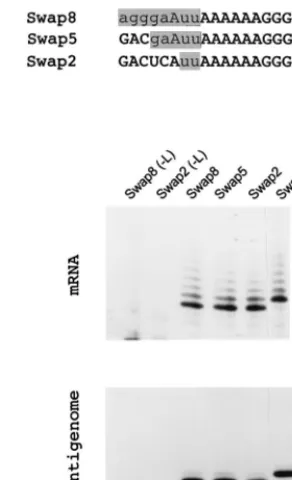 FIG. 3. Minigenome mRNA editing in cells transfected with Swap2, -5, and-8. mRNA editing patterns of minigenome constructs in which 2, 5, and 8 nt of