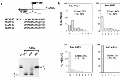 FIG. 6. mRNA editing in rSeV with AC, AU, or UU upstream of A5G3 purine runs. Parallel A549 cell cultures were infected at 10 PFU/cell with the various rSeVwhose editing regions are outlined above, and additions to the purine run of their P mRNAs were exam