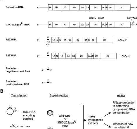 FIG. 1. Experimental design of transgrammed. Wild-type poliovirus RNA, with the coding regions of the individual proteins within the polyprotein, is compared to the genome of 3NC-202guapoint mutations in the coding region for 2C (24) and an 8-nt insertion 