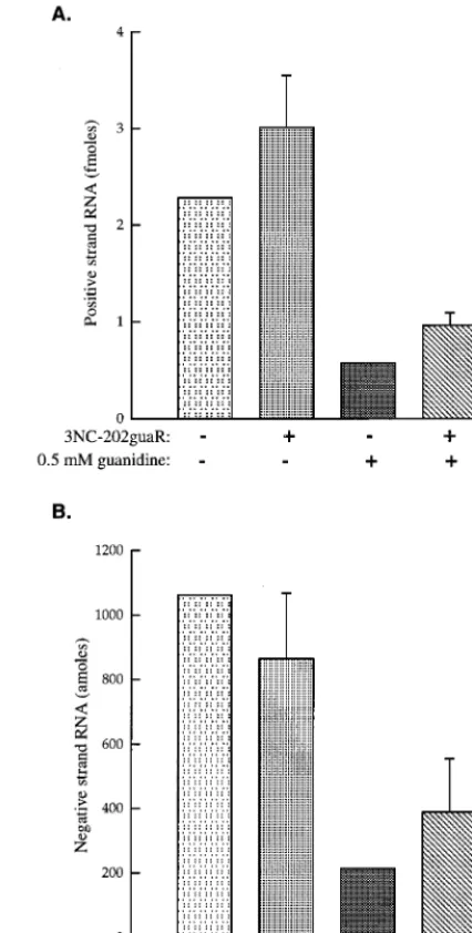 TABLE 1. Quantitation of packaging of R2Z and R3Z RNAs bywild type capsid proteins following superinfection of R2Z- or R3Z-
