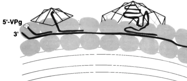 FIG. 6. Model for coupling between virion assembly and RNA synthesis. Viral RNA strands are hypothesized to be coated with proteins of the viral RNA replicationcomplex on the surface of the double cytoplasmic membranes (52) on which the RNA replication com