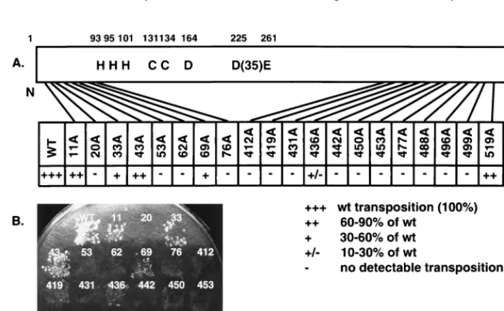 FIG. 1. Ty3 IN amino acid sequence numbered from the amino-terminal residue (48). Shaded residues indicate the charged amino acid residues converted toalanine