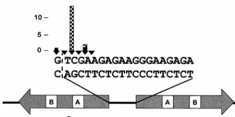 FIG. 3. Positions of Ty3 insertions recovered after selection for suppressortRNA gene expression