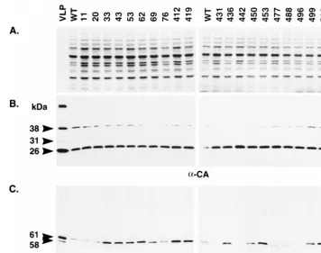 FIG. 5. Southern blot analysis of nucleic acid from cells expressing Ty3 IN mutants. A 10-�a 1% agarose gel, transferred to nitrocellulose (Duralon UV; Stratagene) and probed with a(non-LTR) region of Ty3