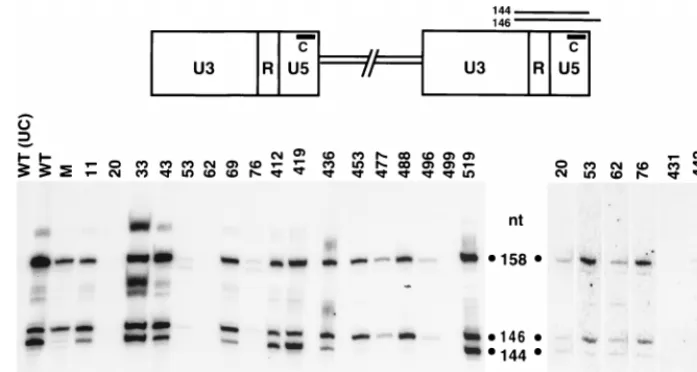 FIG. 8. Detection of 3�VLP nucleic acid was isolated from cells expressing wild-type Ty3 (WT) or IN mutant Ty3