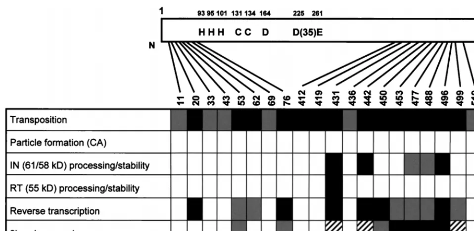 FIG. 9. Summary of charged-to-alanine scanning Ty3 IN mutant phenotypes. Open boxes indicate Ty3 IN mutants with no detectable defect or presumed defectat the corresponding step of the life cycle