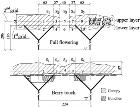 Figure 2  Canopy structure in the two phenological stages (sizes in cm). Labels from 1 to 10 refer to the foliar sampling zones and from S1 to S5 to the five contiguous sectors of the vineyard 