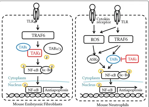 Figure 1 Dual function of TAK1. In mouse embryonic fibroblasts (MEFs), TAK1-TAB1 complex activates NF-�B signaling pathway to protect cellsfrom apoptosis