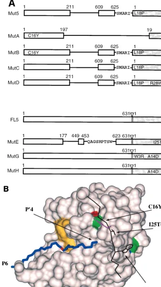 FIG. 9. Mutations of selected protease variants. (A) Schematic representation of mutations found in NS3-NS4A protease variants