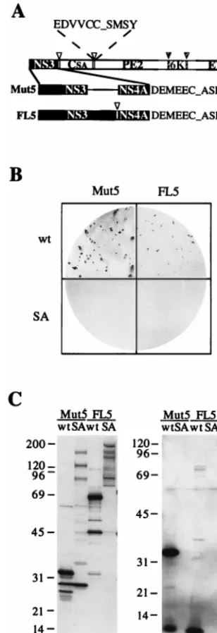 TABLE 1. Titers of viruses derived from passaging of Mut5 andFL5 virusesa