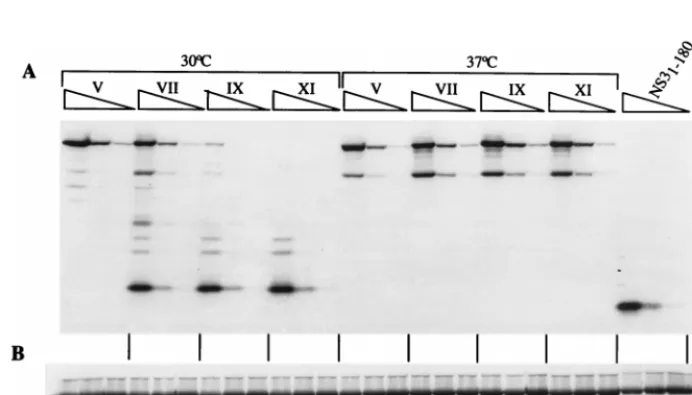 FIG. 4. Activity of the NS3 protease variants produced by BHK cells infected with Mut5 progeny