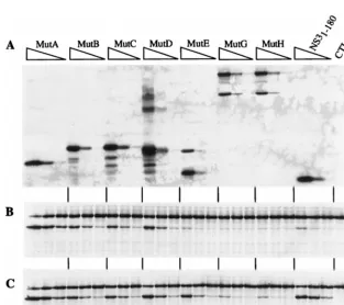 FIG. 7. Complex formation between the NS3 and NS4A proteins encoded byplaque-puriﬁed viruses