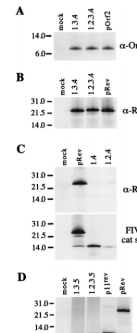 FIG. 3. Coding potential of the orf2/revtranscription-translation system (Promega).clones of the orf2/precipitated by an anti-orf2 rabbit serum (A), an anti-Rev rabbit serum (B to D),and an FIV-positive cat serum (C)