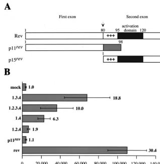 FIG. 4. Rev activity of the orf2/revcotransfected with a CAT-RRE vector in CrFK cells