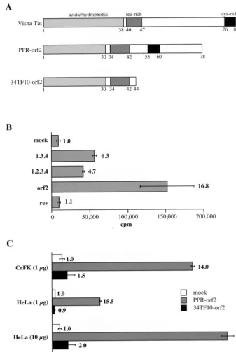 FIG. 5. The orf2 gene encodes a transactivator of the FIV LTR. (A) Schematic organizations of the visna virus Tat protein and of the FIV-PPR and FIV-34TF10orf2 gene products