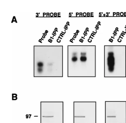 FIG. 1. Speciﬁcity of PB1 binding to vRNA. Cultures of COS-1 cells weredoubly infected with vTF7-3 and VPB1 viruses or singly infected with vTF7-3