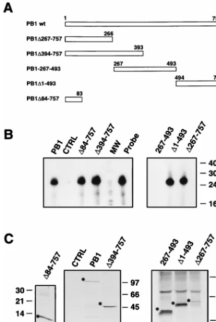 FIG. 5. Binding of mutant PB1 proteins to vRNA. Cultures of COS-1 cellswere infected with vTF7-3 vaccinia virus and transfected with pGPB1 plasmid