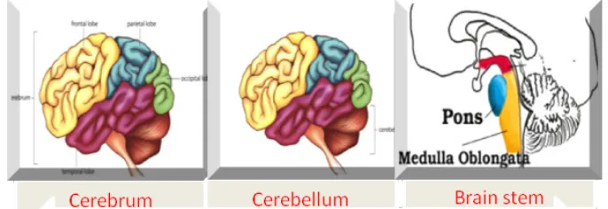 Fig. 1. Structure and Functionality of Brain 