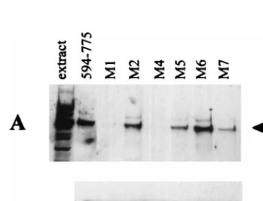 TABLE 2. Vmw110 mutant viruses used in this study