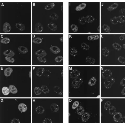 FIG. 7. Distribution of wild-type and mutant Vmw110 proteins in HEp-2 cells 2 h after the start of infection