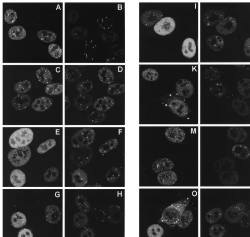 FIG. 8. Disruption of ND10 by wild-type and mutant Vmw110 proteins. Coverslips were processed for immunoﬂuorescence 4 h after the start of infection