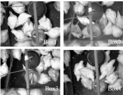 Figure 4. Images analyzed in the Video Cap® software. 