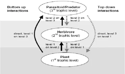 Fig. 2.1   Conceptual model of interactions between three trophic levels; solid lines  show bottom-up interactions, dotted lines show top-down interactions (from  Jansson 2003)