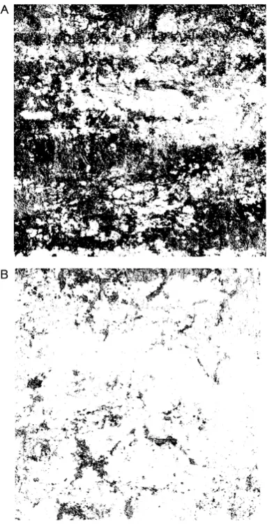 Fig. 1.Images of horizontal sections of 2×2 m corresponding toa depth of: (A) 20 cm and (B) 30 com