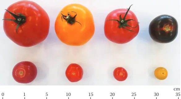 Figure 1. Examined tomato types and varieties
